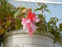 P1020198im GWH.webp P1020198im GWH.webp