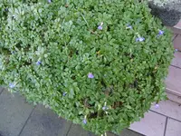 P1020209Steingewächs.webp P1020209Steingewächs.webp