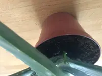 Aloe3.jpg