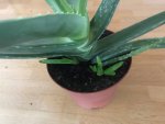 Aloe2.jpg
