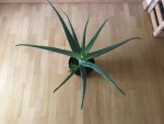 Aloe1.jpg