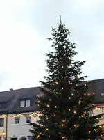 weißtanne.webp