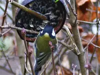 Kokos2.webp