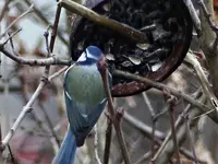 Kokos3.webp
