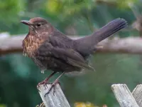 Amselmädchen.webp