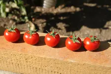 Tomatenparade Tubi.jpg