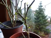 P1030687.webp