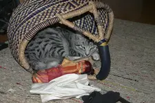Feb.0110a.webp