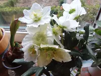 DSC02530.webp