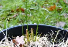 Schnittlauch.webp