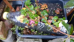 Ziererdbeere.webp