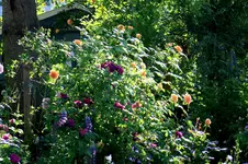 IMG_2515.webp