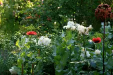 IMG_3380.webp