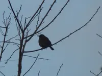 P1120571.webp