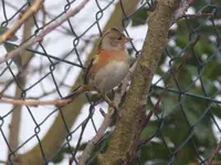 P1120480.webp