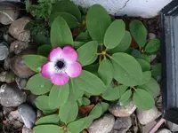 P1120771.webp