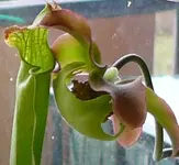 Schlauchpflanze.webp