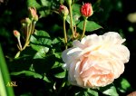 IMG_2355.JPG