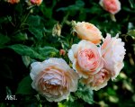 IMG_2769.JPG