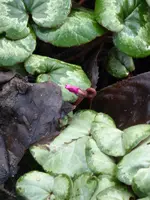 P1080379Vorfrühlingsalpenveilchen.webp
