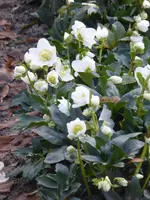 P1080385Christrose.webp