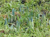 P1080386Narzisse.webp