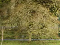 P1080387Ahorn.webp