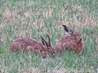 IMG_3673v.JPG