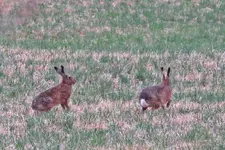 IMG_3610v.webp