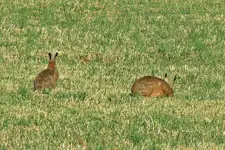 IMG_3638v.JPG