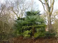 P1080357chinesische Hanfpalme.webp