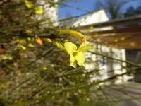 P1080349Winterjasmin.jpg