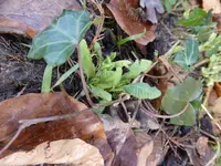 P1080364hohe Schlüsselblume.webp