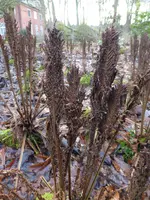 P1080373Trichterfarn.webp
