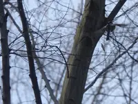 P1130038.webp