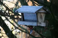 Buntspecht0617.webp