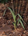 Allium durchgetrieben_800.JPG