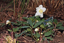 Christrose HCG_800.webp