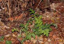 Neuaustrieb blaue Kugeldistel_800.webp