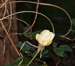 Rose gelb blühend_neue Knospen_800.JPG