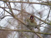 P1130116.webp