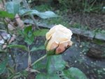 P1020220Rose.jpg