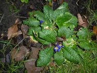 P1020227Primel.webp
