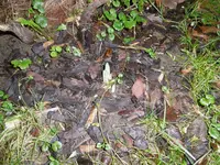 P1020226Narzissen.webp