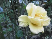 P1020219Rose.webp