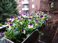 P1080426.webp