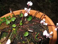 005_1024x768.webp