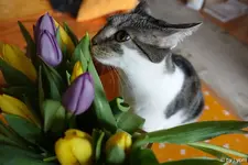 c021.webp
