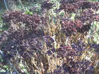 BILD8734.webp
