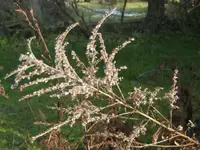 BILD8736.JPG